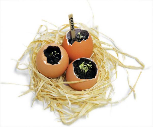 Try This: Grow Herbs in Eggshells